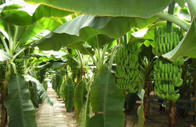Nigeria plantain planting and deep-processing