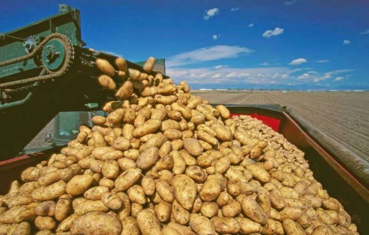 Harvesting of potatoes for making french fries
