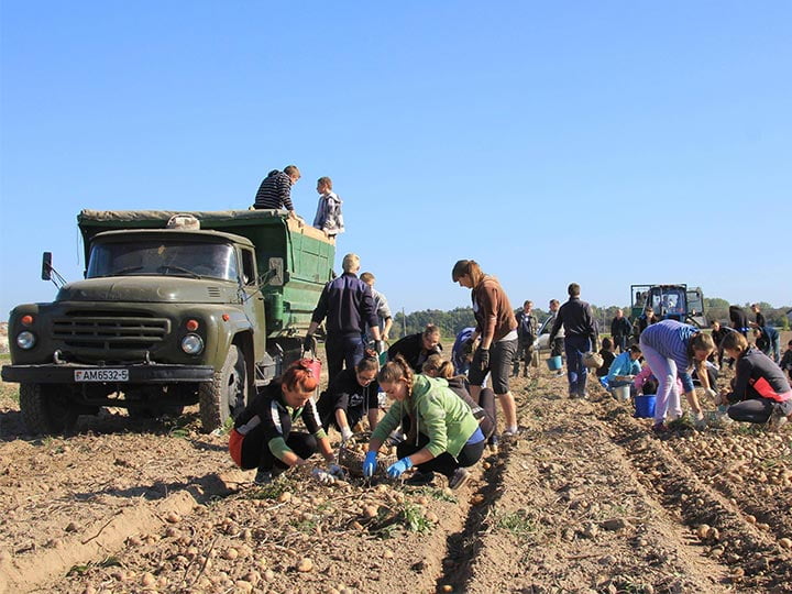 Potato plantation in ukraine