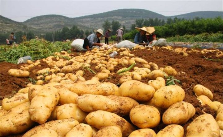 plantation de pommes de terre du monde
