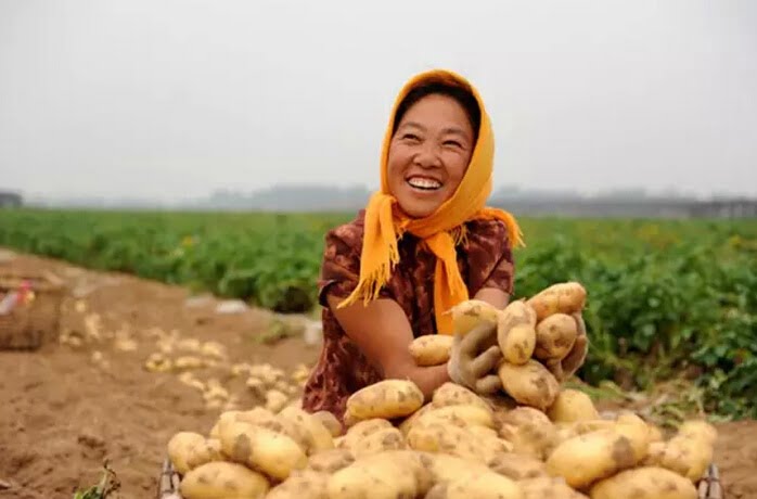 potato planting and harvesting