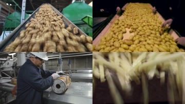 frozen french fries making process in plant